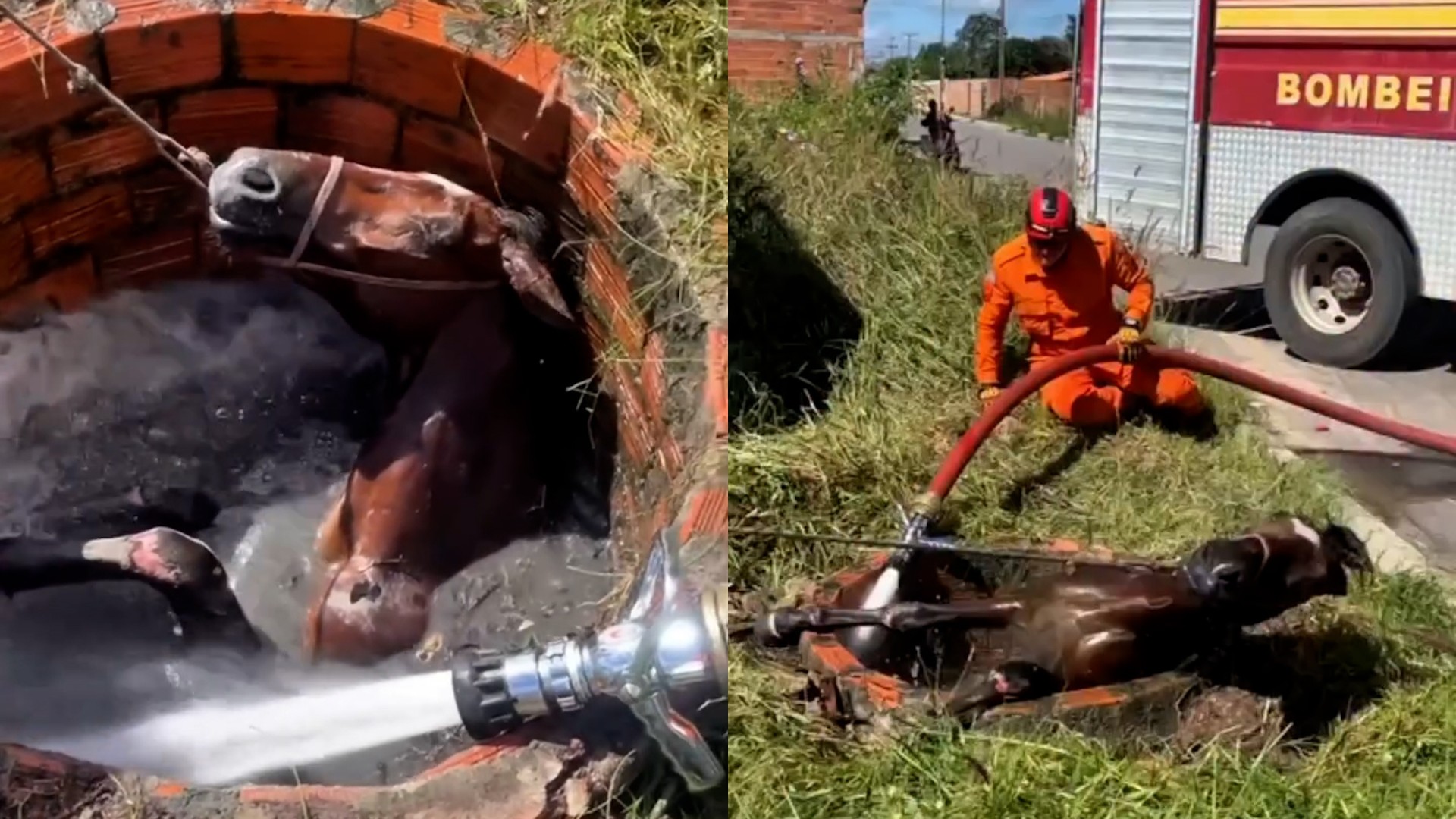 Bombeiros resgatam cavalo preso em fossa em Chapadinha; veja imagens do resgate