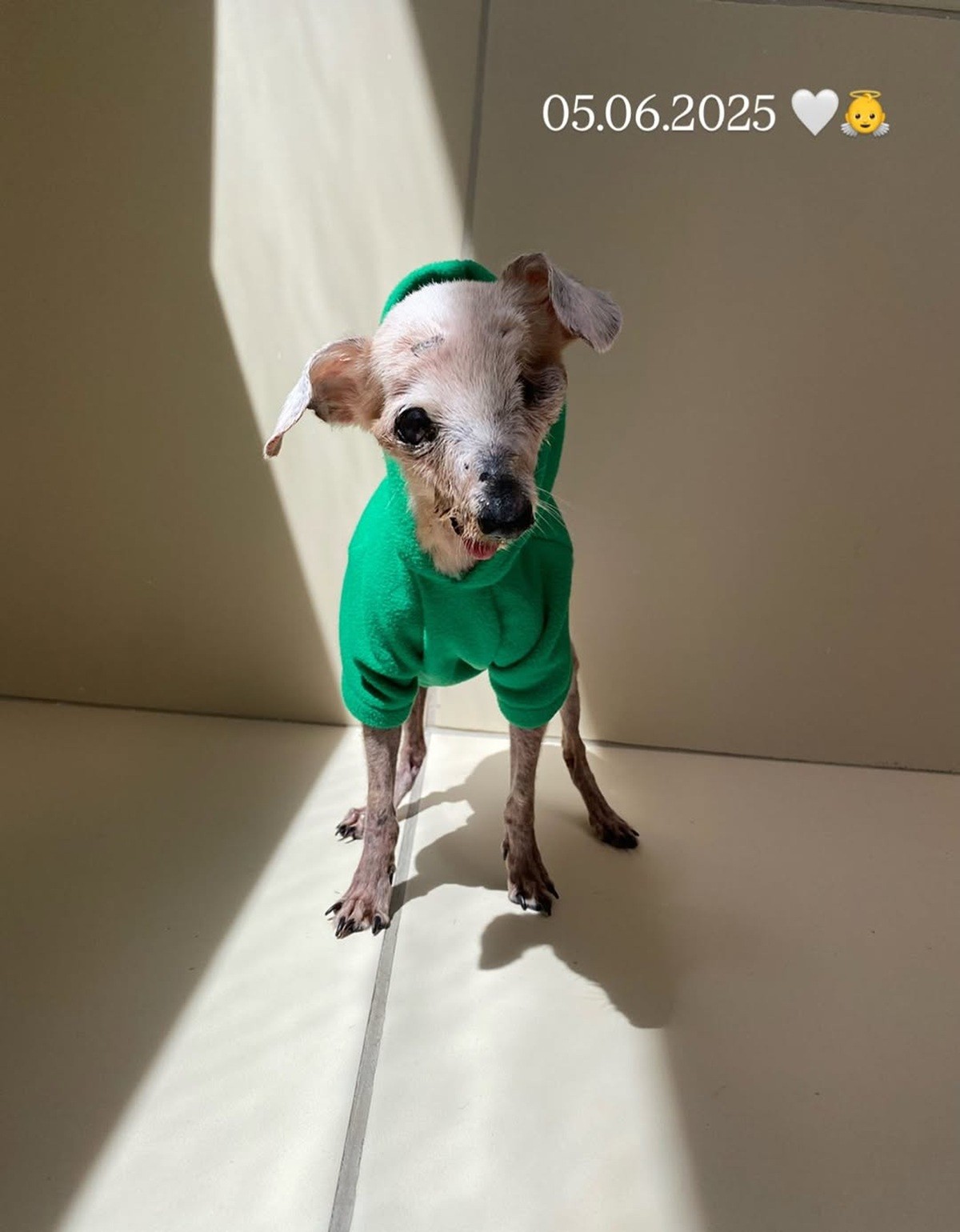 Vira-lata Pingo, conhecido na internet como 'cachorro fóssil', morre no Recife