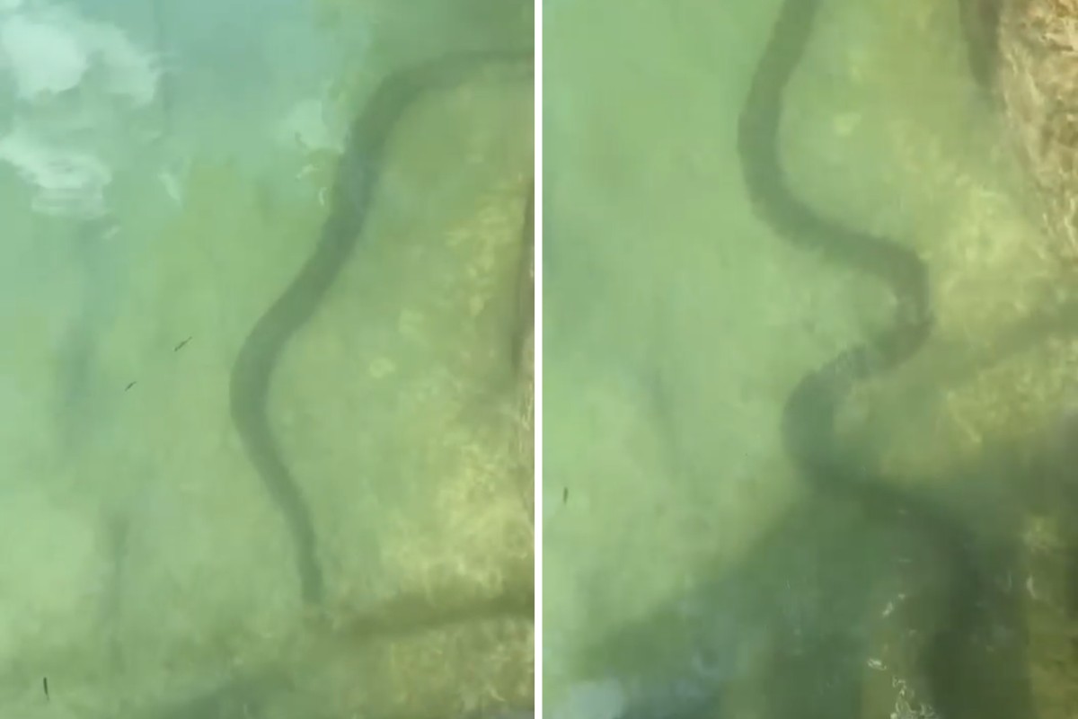 Cobra passa entre as pernas de homem durante descanso à beira de rio em Bonito; veja VÍDEO