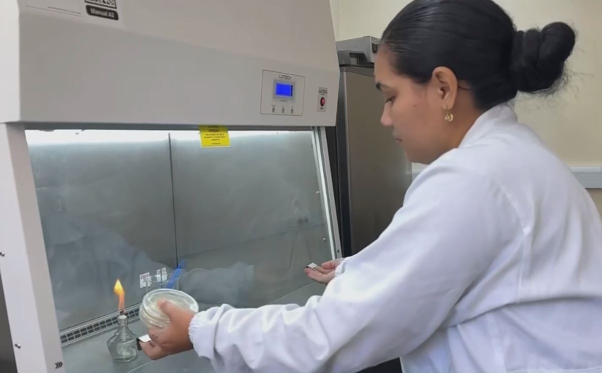Embrapa tenta 'isolar' fungo em laboratório após praga vassoura-de-bruxa avançar no AP
