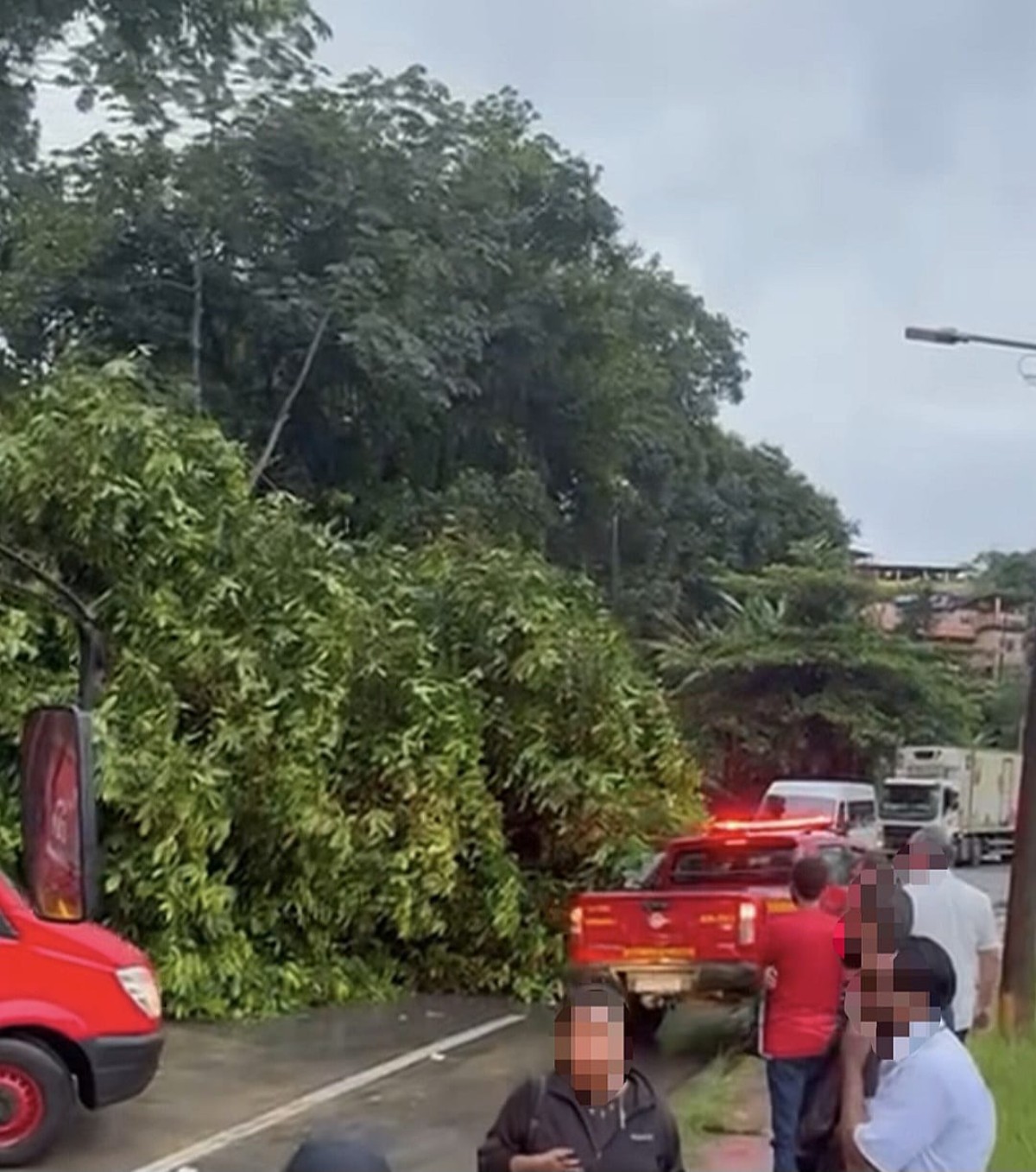 Queda de árvore provoca interdição da Rio-Santos, em Angra dos Reis
