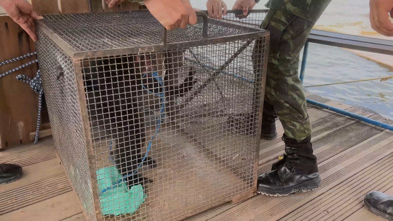 Macaco-aranha resgatado em Curuá é transferido para zoológico em Santarém