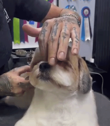 Tosador viraliza com vídeos de brincadeiras para acalmar animais em pet shop: 'Não querem ir embora'