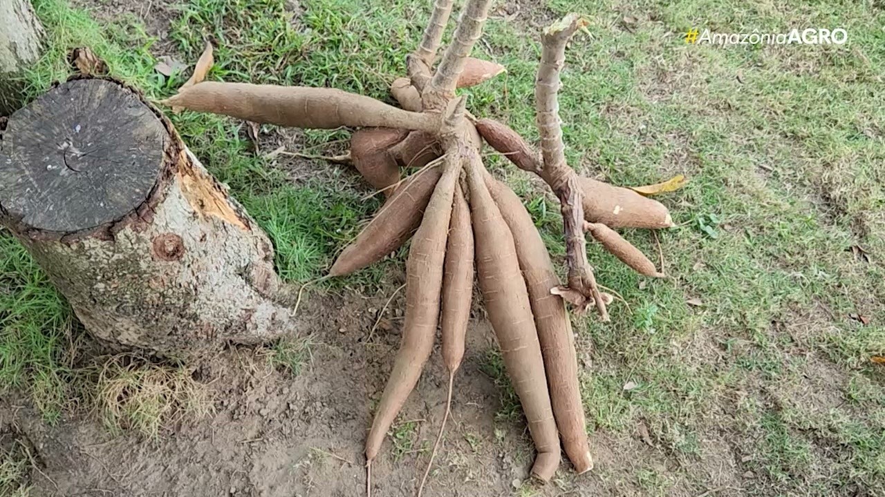 VÍDEOS: Amazônia Agro - Acre deste domingo, 11 de outubro de 2026