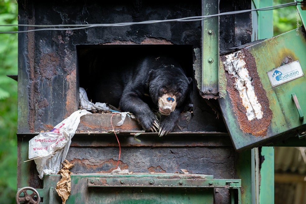 Urso-do-sol se abriga da chuva dentro de uma estrutura abandonada enquanto uma borboleta pousa em seu focinho, em um parque nacional da Tailândia. — Foto: Mogens Trolle – Wildlife Photographer of the Year – People’s Choice Award 2026