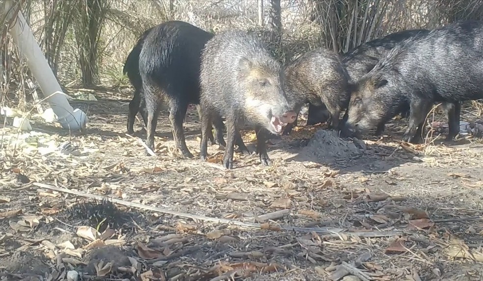 Queixadas se alimentando de frutas ofertadas. â Foto: OnÃ§afari/ReproduÃ§Ã£o