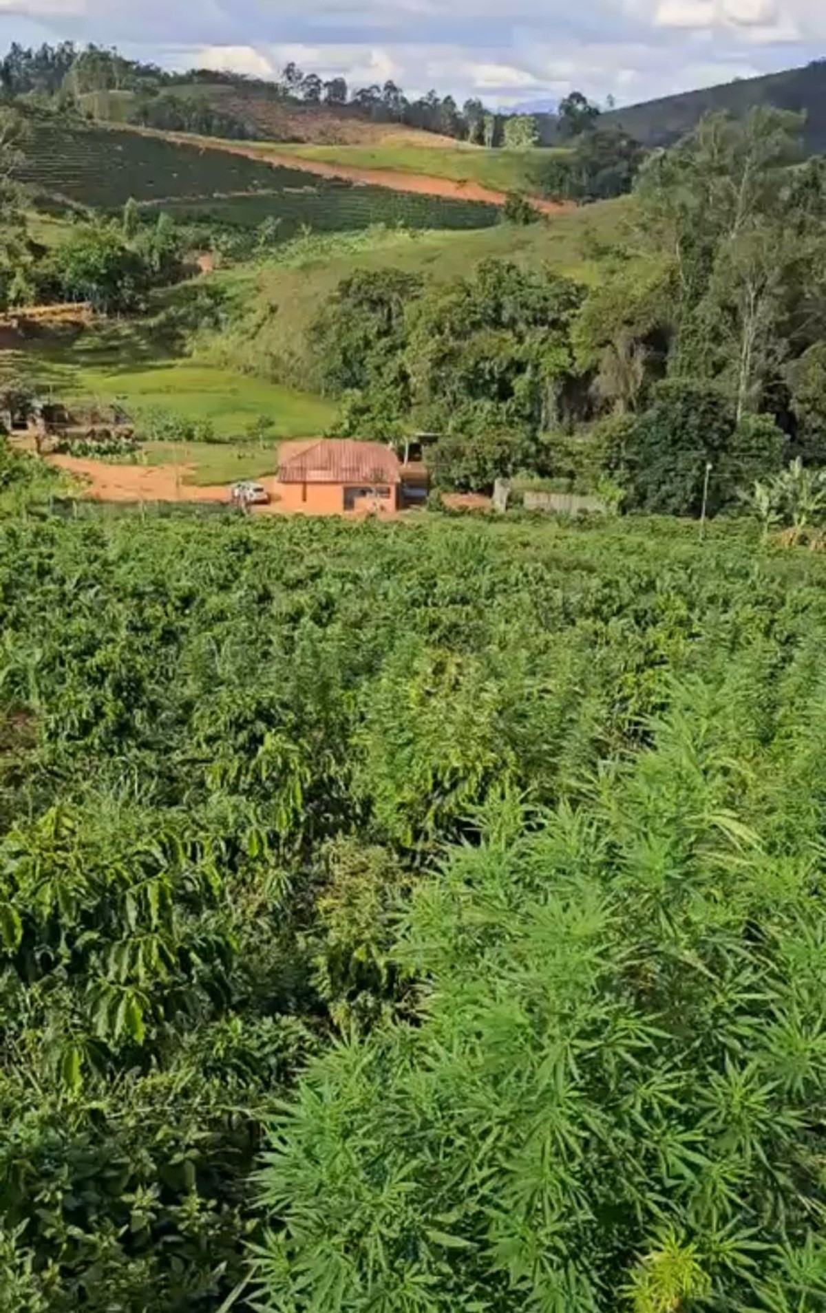 VÍDEO: Plantação de maconha de mil metros quadrados é descoberta em MG
