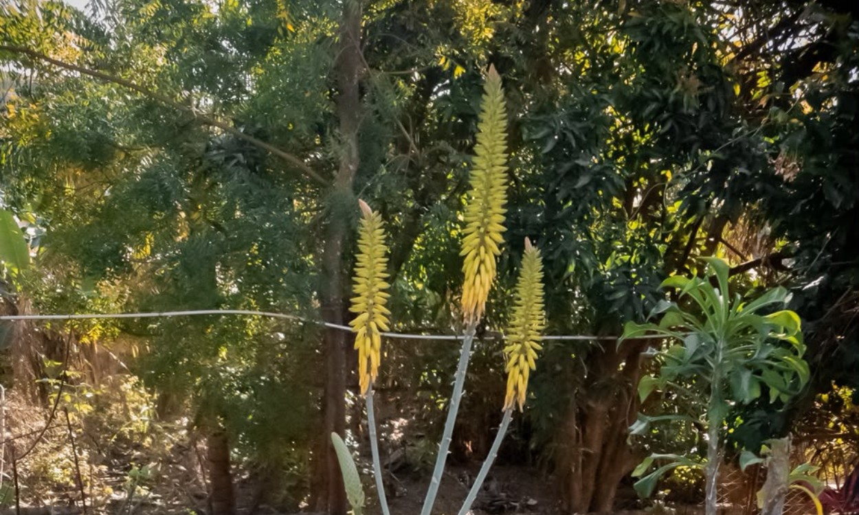 Babosa tem flor comestível? Saiba a diferença entre a flor e a parte tóxica da planta