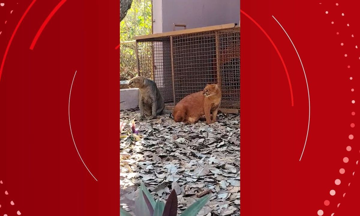 Parque ecológico na Bahia recebe casal de gatos silvestres com risco de extinção