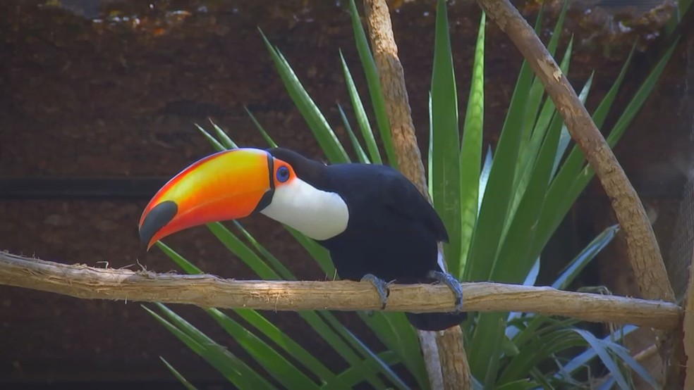 4 de 7
Magali, tucano-toco do zool&oacute;gico de Itatiba (SP) &mdash; Foto: Reprodu&ccedil;&atilde;o/TV TEM