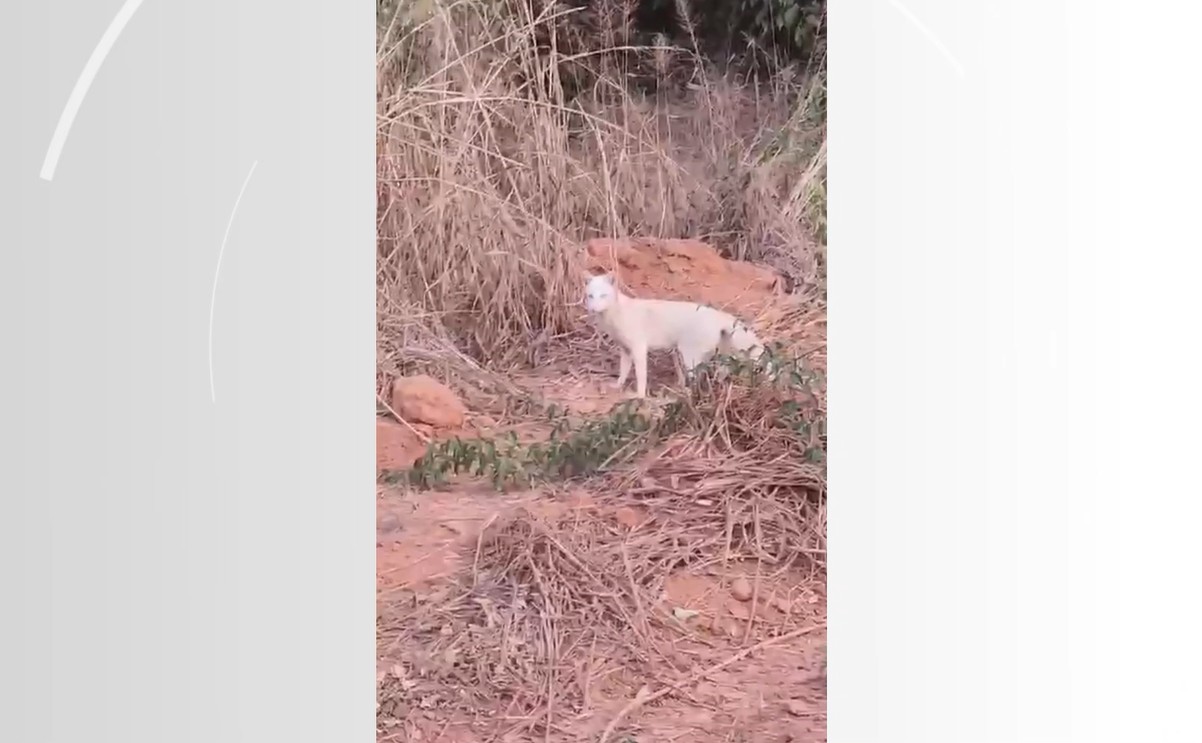 Pesquisadores registram primeiro cachorro-do-mato albino do mundo no Brasil
