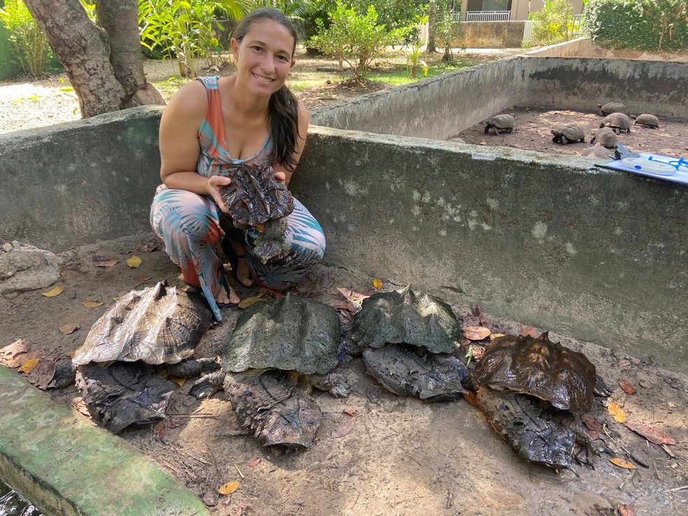 Milene Almeida mostra os cágados matamatá que vivem no parque — Foto: Divulgação/Centro Amazônico de Herpetologia