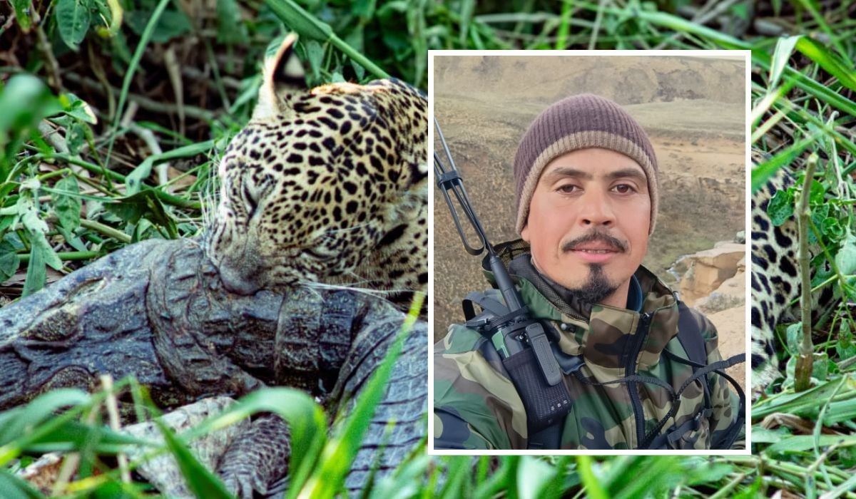 De garçom a rastreador de onças: o brasileiro que vive entre predadores nas Américas e busca salvar espécies