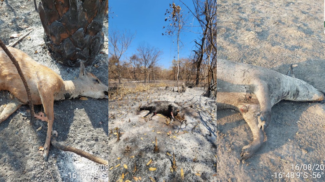 Animais morrem em meio à seca severa e incêndios no Pantanal 