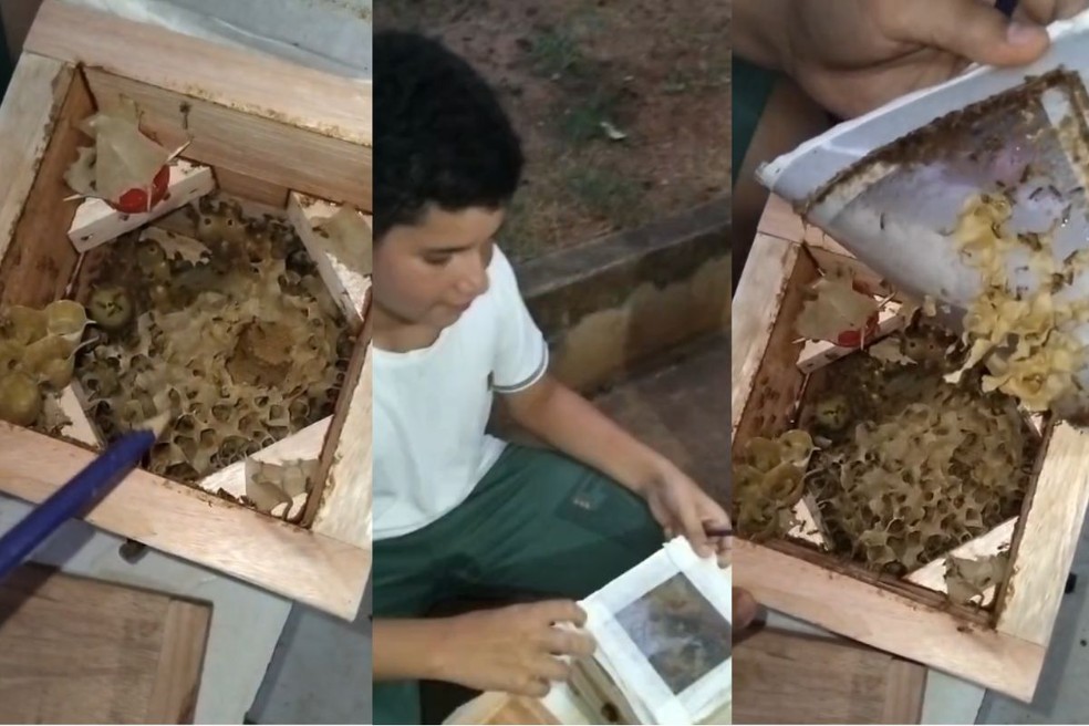 Vinicius dos Santos Leite da Silva possui quatro colmeias de abelhas da espécie Jataí. — Foto: Cedidas/Vinicius dos Santos