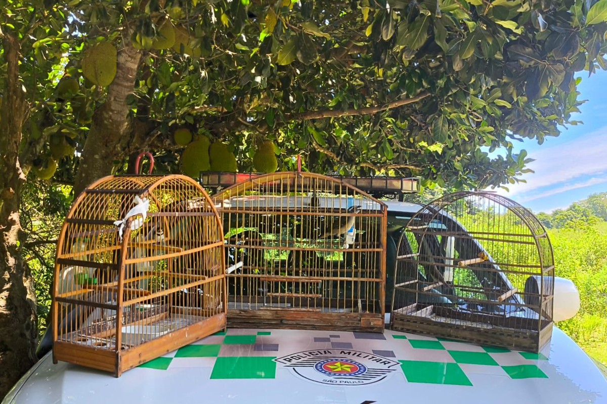 Polícia Ambiental ouve canto de aves silvestres e multa homem em R$ 1,5 mil no interior de SP
