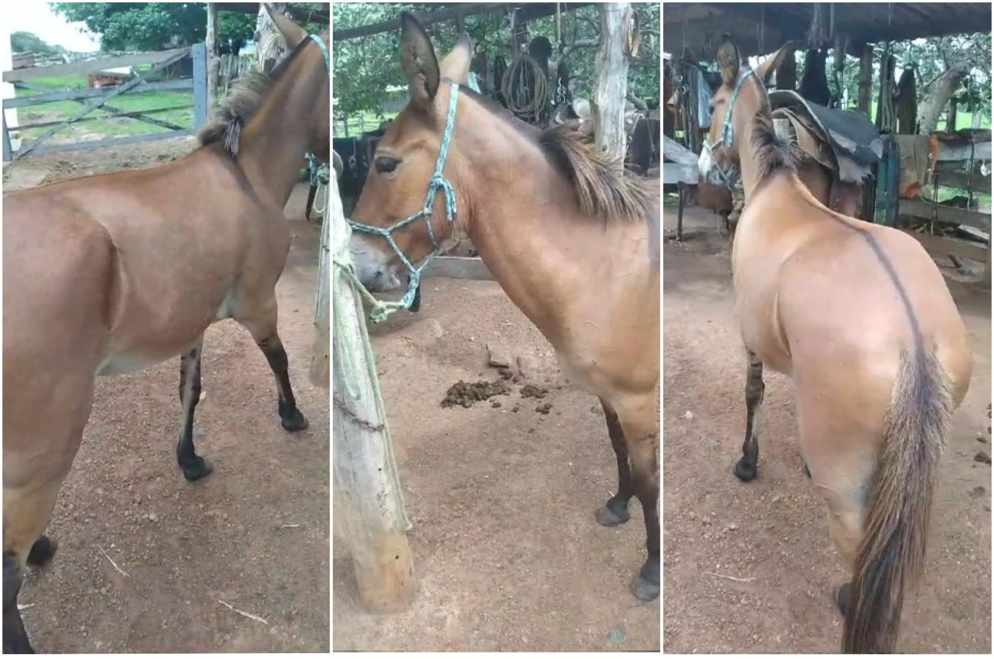 Homem que entrou em shopping de MT montado em mula é indiciado por maus-tratos