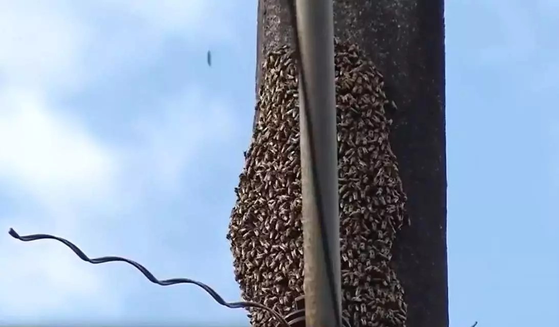 Vítimas de ataque de abelhas no bairro Floresta, em Santarém, são levadas à UPA 24H