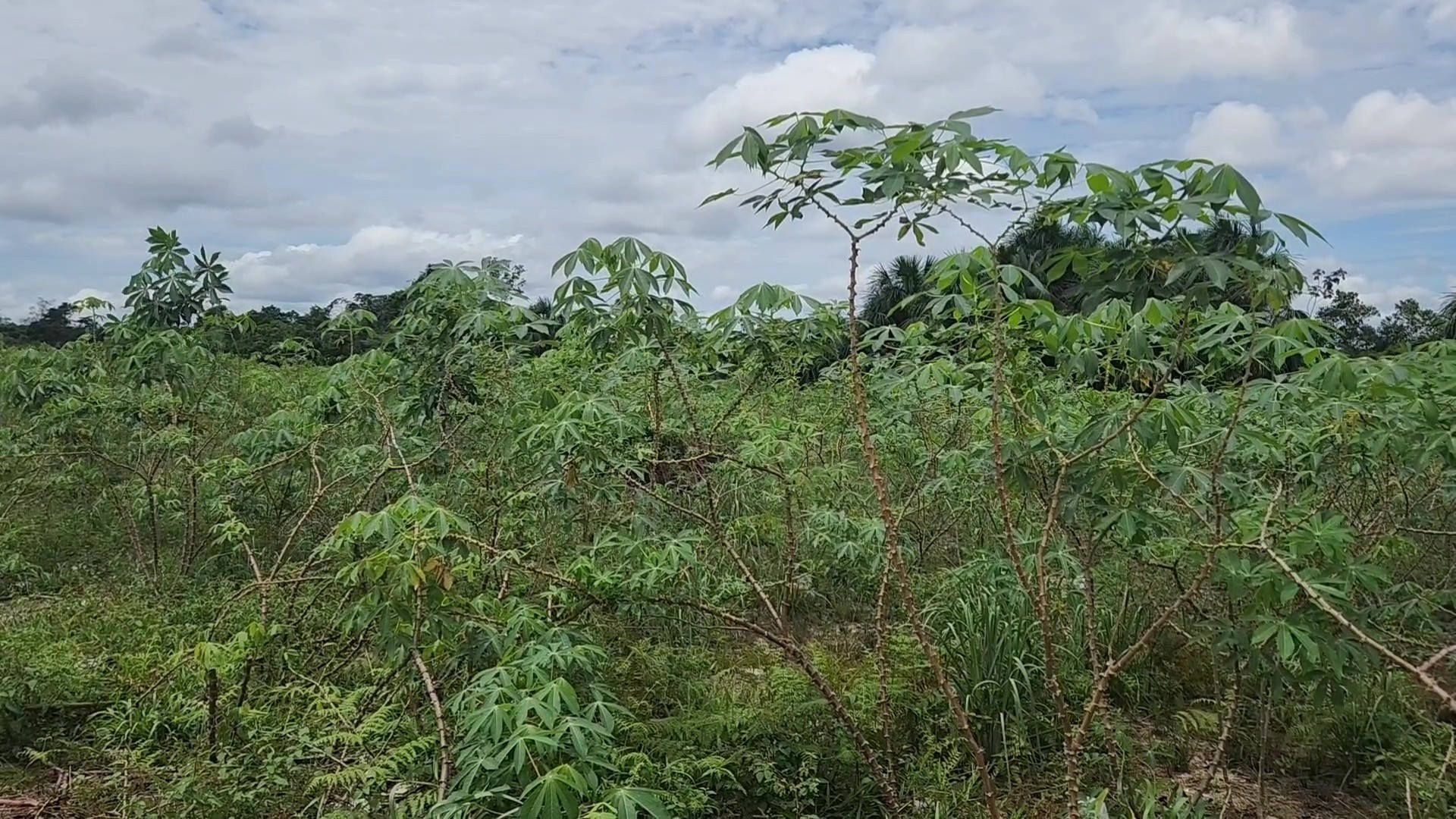 VÍDEOS: Amazônia Agro deste domingo, 20 de outubro de 2024