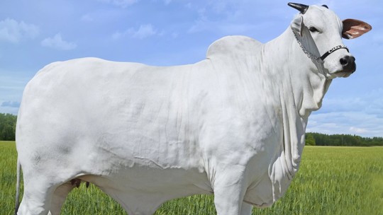 Vaca é arrematada por quase R$ 6 milhões em leilão no interior de SP: 'Fêmea Nelore perfeita'
