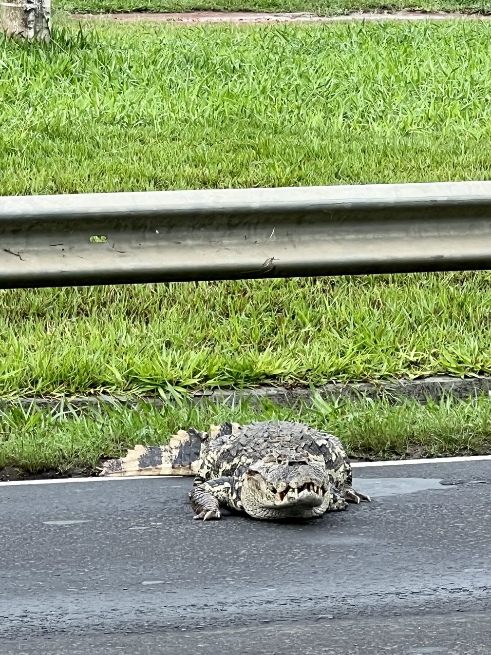 Jacaré foi flagrado enquanto atravessava rodovia em Águas de São Pedro — Foto: Daniel Arena/Arquivo pessoal