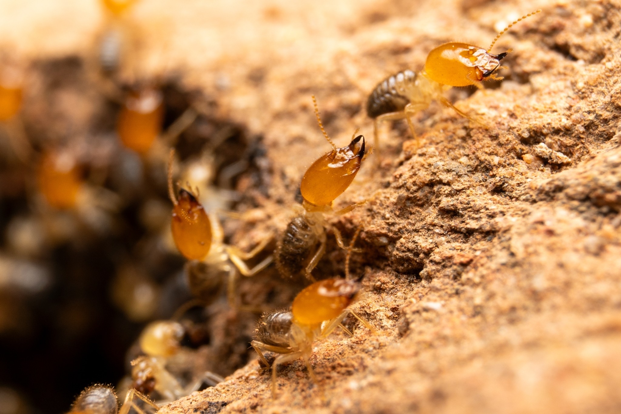 Muito além das “pragas”: livro reúne conhecimento mais recente sobre os cupins da América do Sul 