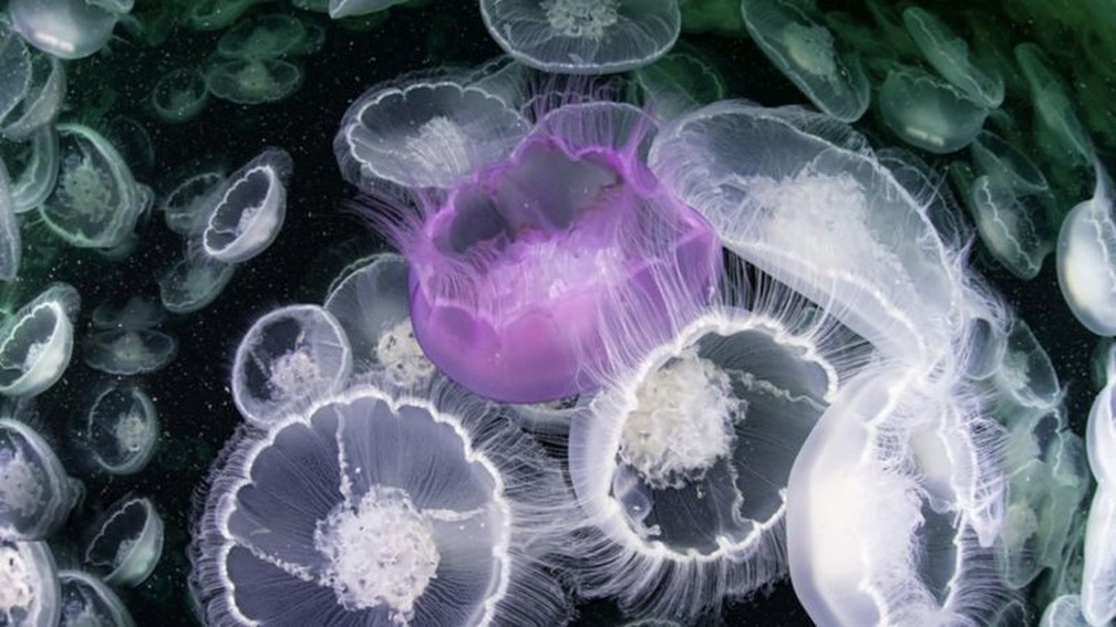 Uma verdadeiro desabrochar de medusas-da-lua do Alasca, com uma água-viva roxa macho perseguindo uma água-viva fêmea pronta para acasalar, após mudar sua cor de roxo para rosa — Foto:  Mayumi Takeuchi-Ebbins