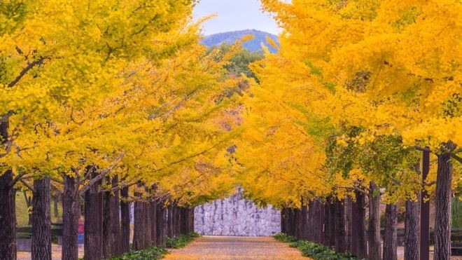 Ginkgo biloba: qual o segredo da árvore para viver mais de mil anos e o que médicos dizem sobre seu consumo