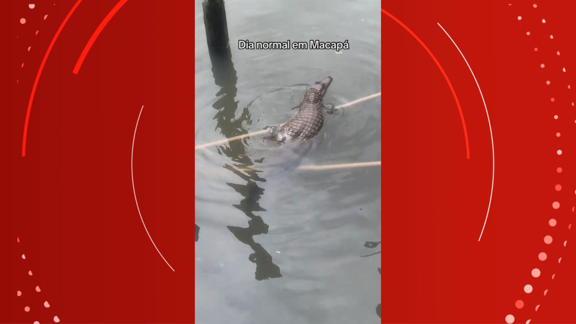 VÍDEO: jovem viraliza ao registrar aparição de jacaré em área de ressaca no Amapá 