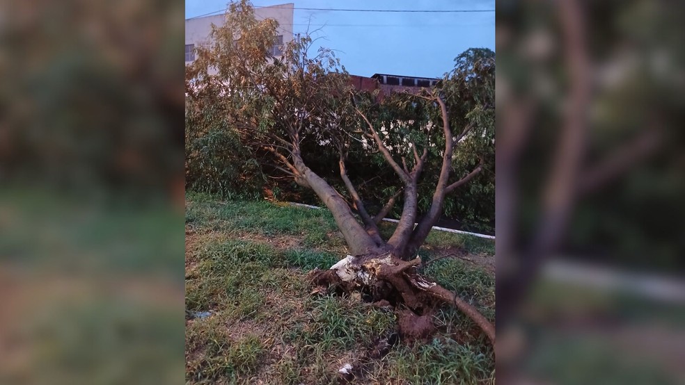 Árvores caíram por conta da chuva em Votuporanga (SP) — Foto: Reprodução / WhatsApp