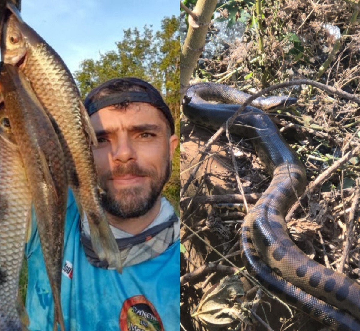 'Rei das sucuris': pescador que levou mordida rara de cobra vira influenciador e mostra como é a vida no berço das serpentes em MS