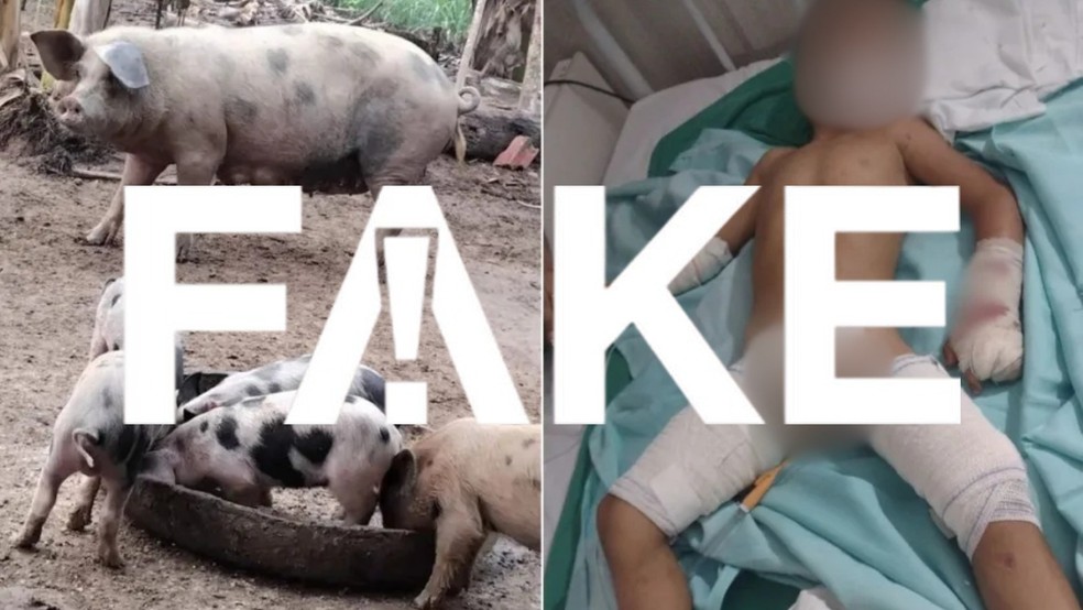 É #FAKE que criança ataca por porca no Ceará vai receber dinheiro por compartilhamento de imagem. — Foto: Reprodução