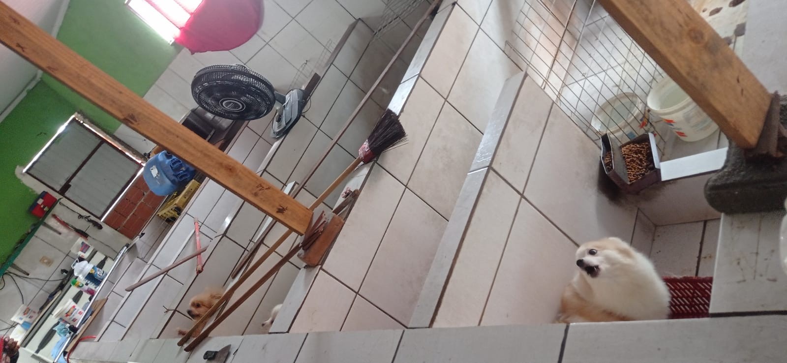 Mulher é presa por maus tratos animais em Volta Redonda; Canil clandestino tinha sido fechado em Setembro