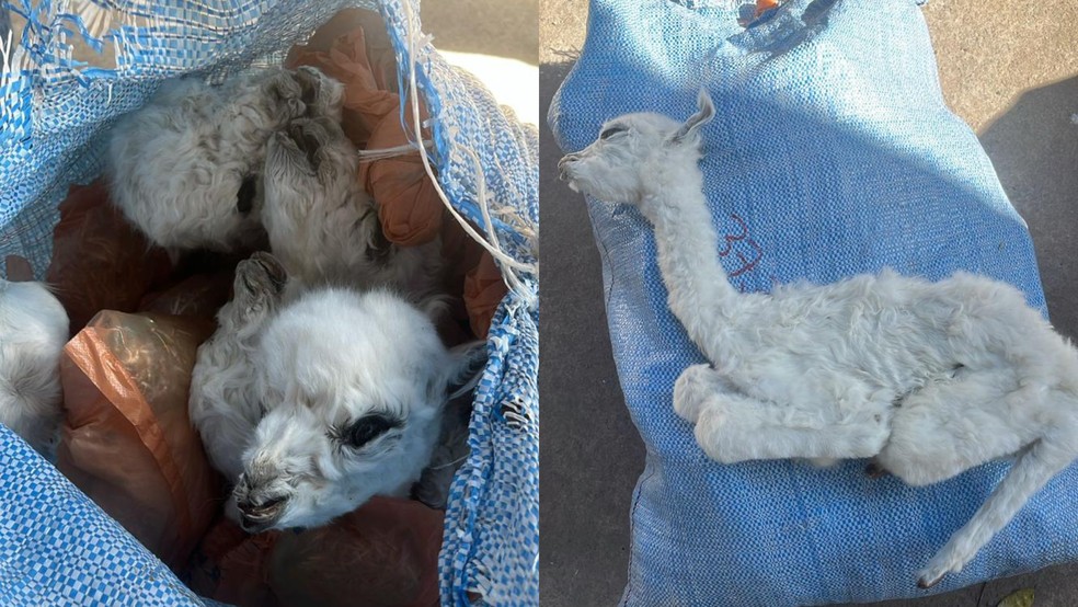 Fetos de lhamas foram apreendidos e incinerados em Corumbá (MS). — Foto: Receita Federal