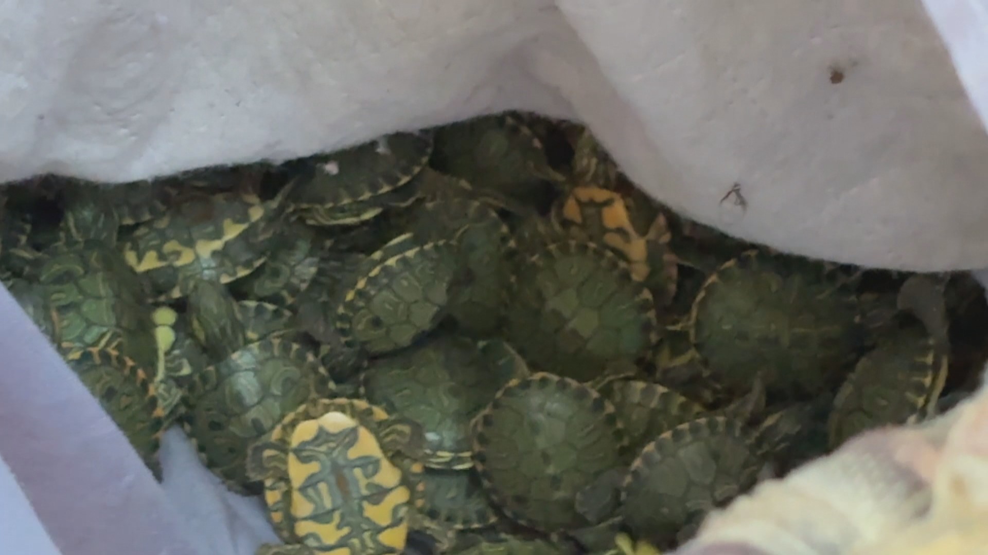 Mais de 600 tartarugas tigre-d’água são apreendidas em carro na BR-290, em Porto Alegre