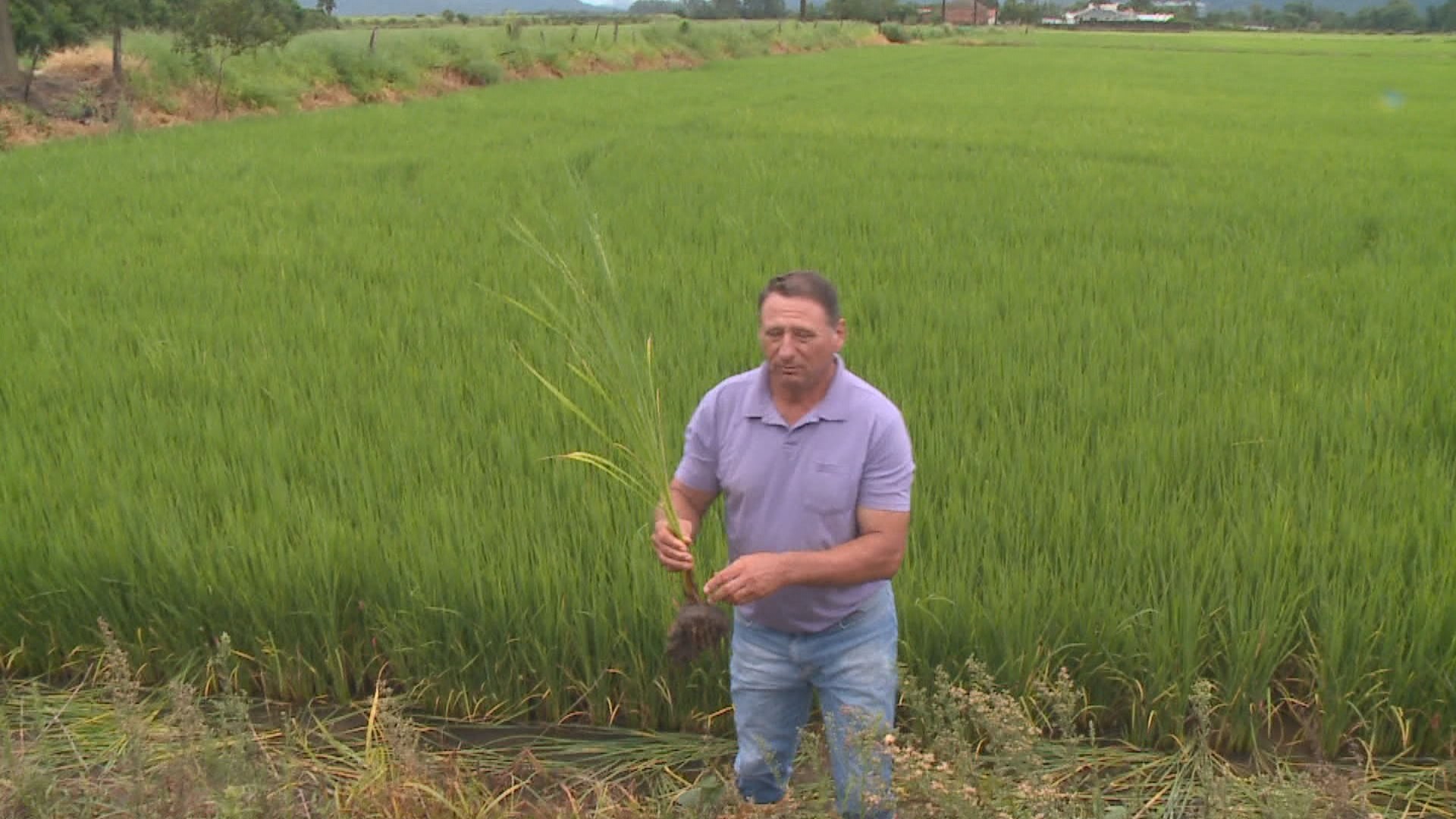 Com safra comprometida, arroz começa a ser colhido no RS, estado responsável por 70% da produção do Brasil