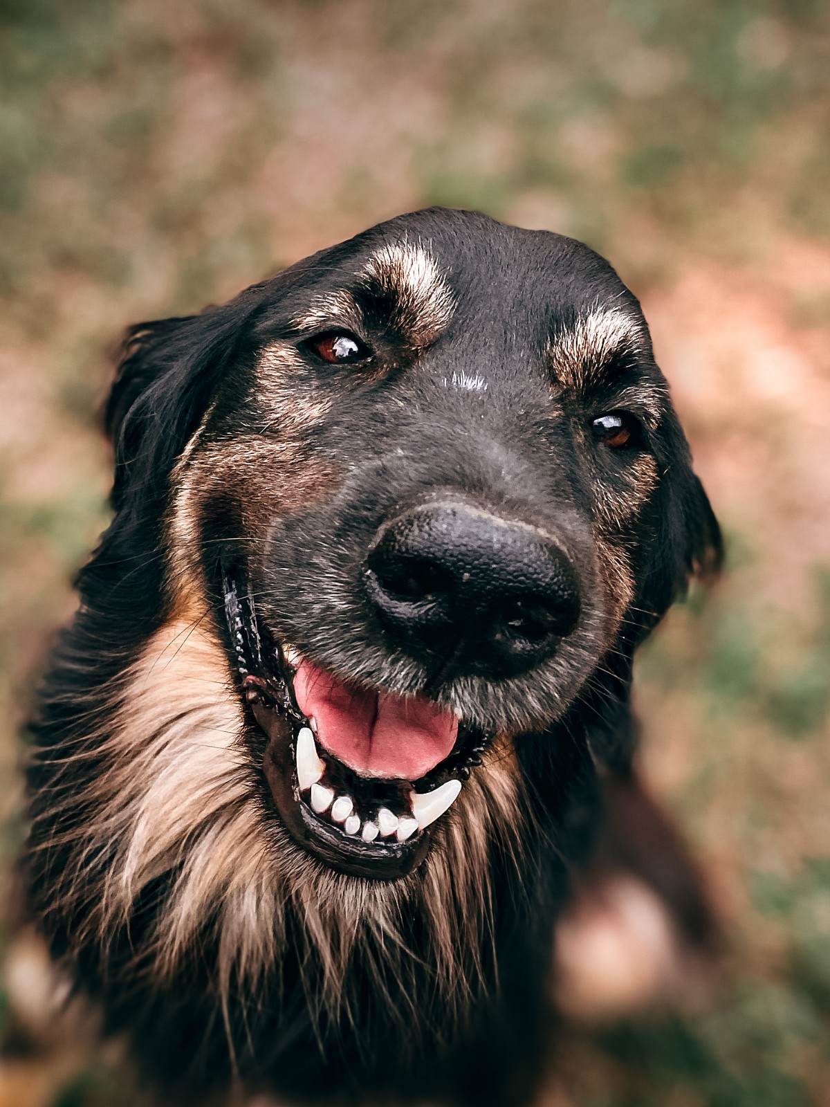 Como a 'sobrancelha fofa' dos cachorros evoluiu para conquistar seu coração