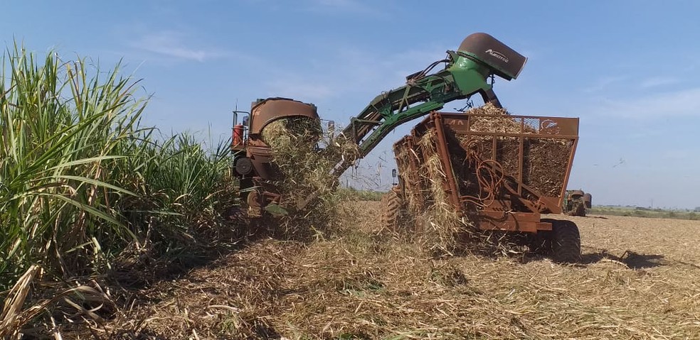 Colheita da cana-de-açúcar na fazenda  — Foto: Fazenda Cerejo