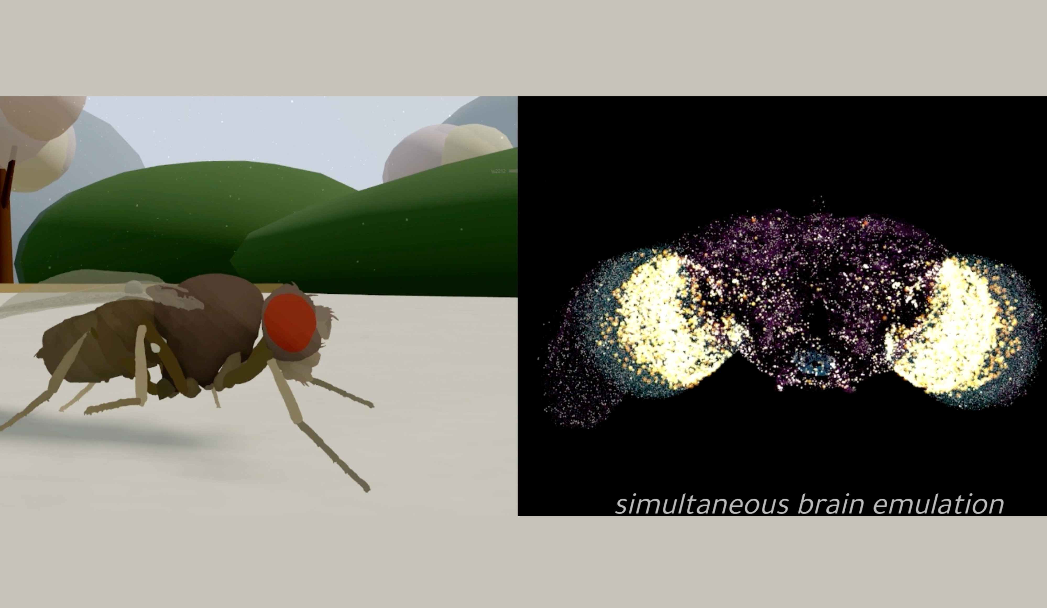 Empresa diz ter 'carregado' cérebro de mosca em computador; pesquisadores dizem que a afirmação é exagerada