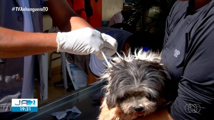 Cães da região sul de Palmas recebem coleira de combate ao calazar; confira
