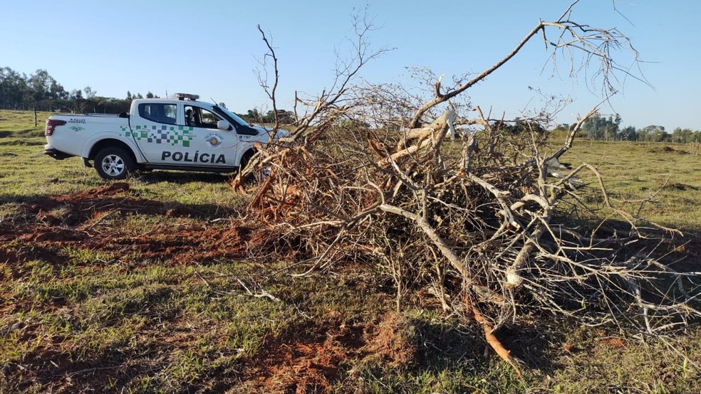 Homem foi multado em R$ 30,9 mil por retirar mais de 100 árvores nativas, em Estrela do Norte (SP) — Foto: Polícia Ambiental