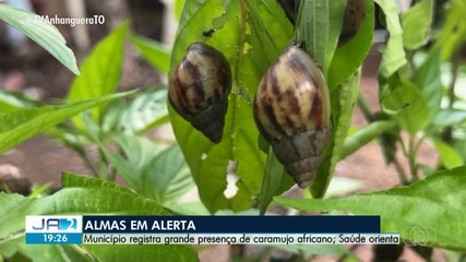 Almas registra grande presença de caramujo africano