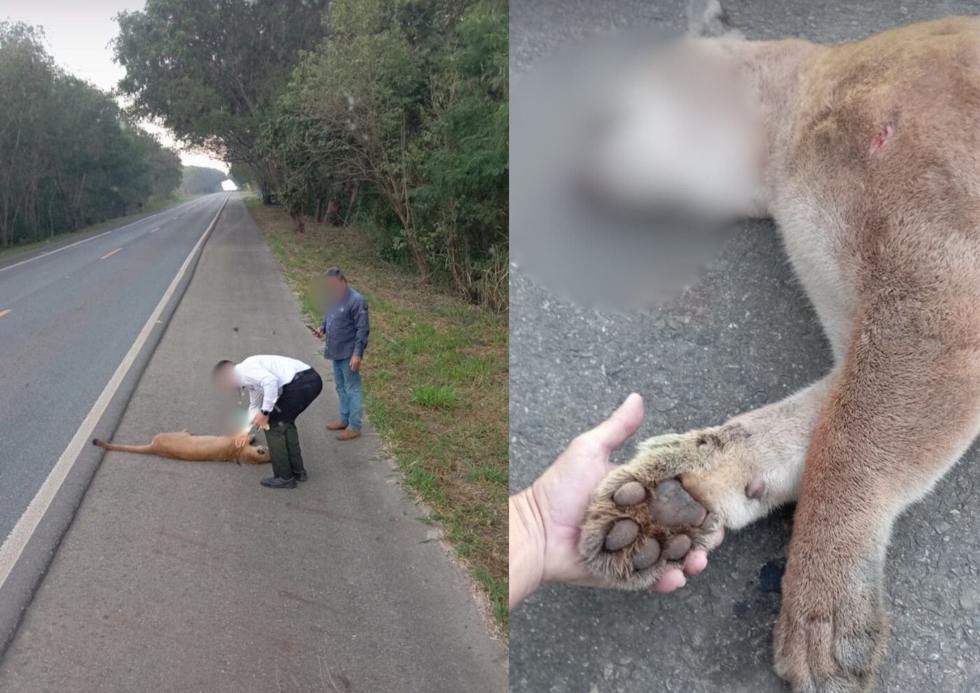 Onça-parda morre após ser atropelada na SP-143 no interior de SP 