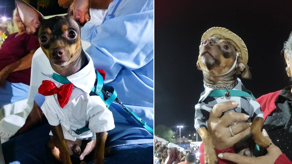 Cachorrinho Lion tem várias camisas, que usa conforme a ocasião — Foto: Reprodução