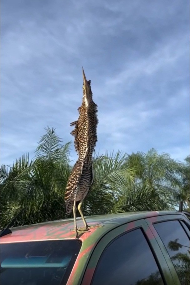 Você Não Tá Convidada pro Meu Bat Mitzvá!