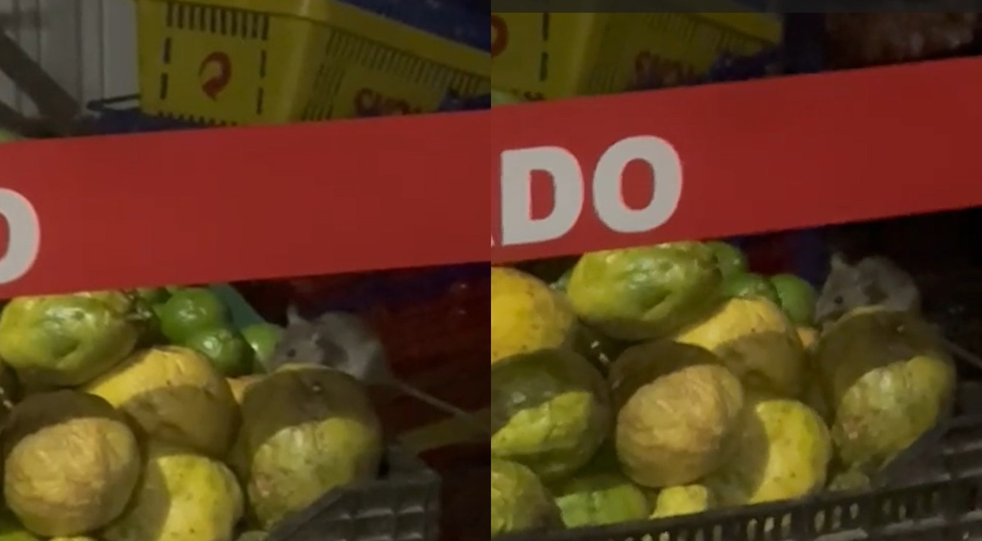 VÍDEO: mercado é interditado após ratos serem flagrados andando sobre alimentos em Sorocaba 
