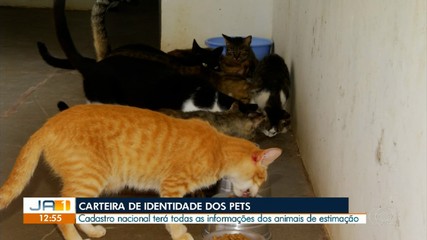 Tutores comemoram a conquista da carteira de identidade dos pets