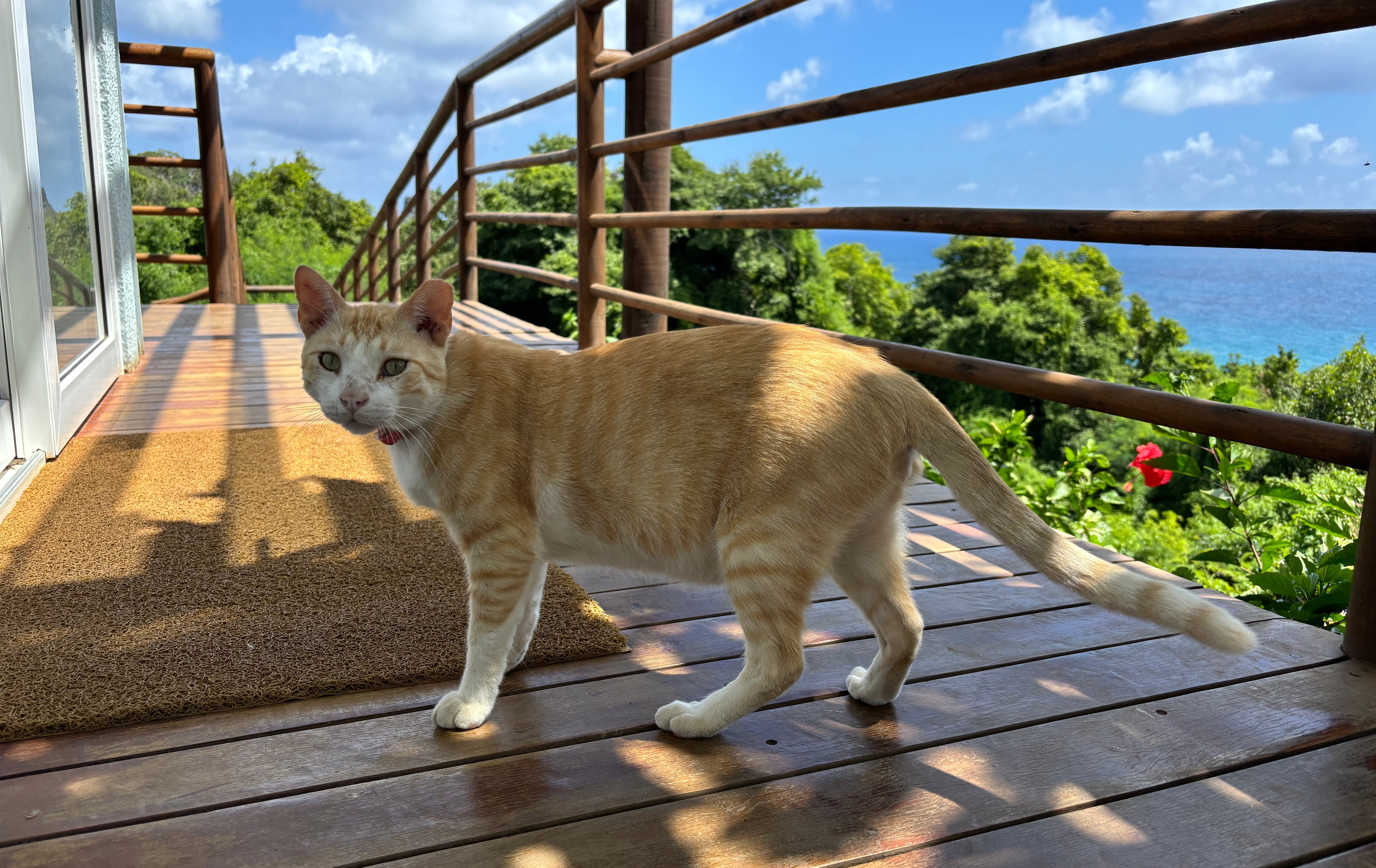 ICMBio promove campanha de castração de gatos em Fernando de Noronha
