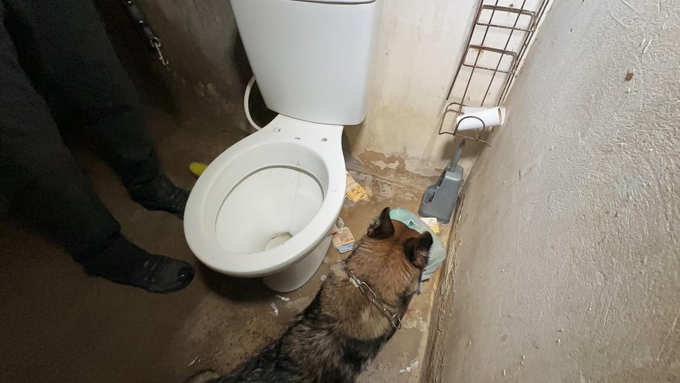 Polícia encontrou drogas e dinheiro em banheiro de imóvel alvo da operação — Foto: Divulgação/PCPI