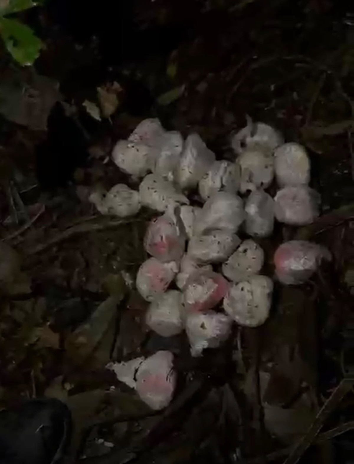 Jovem é preso com mais de 2 kg de drogas em área de mata em Piraí 